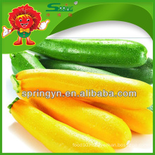 2015 Color zucchini for sell organic fresh vegetables